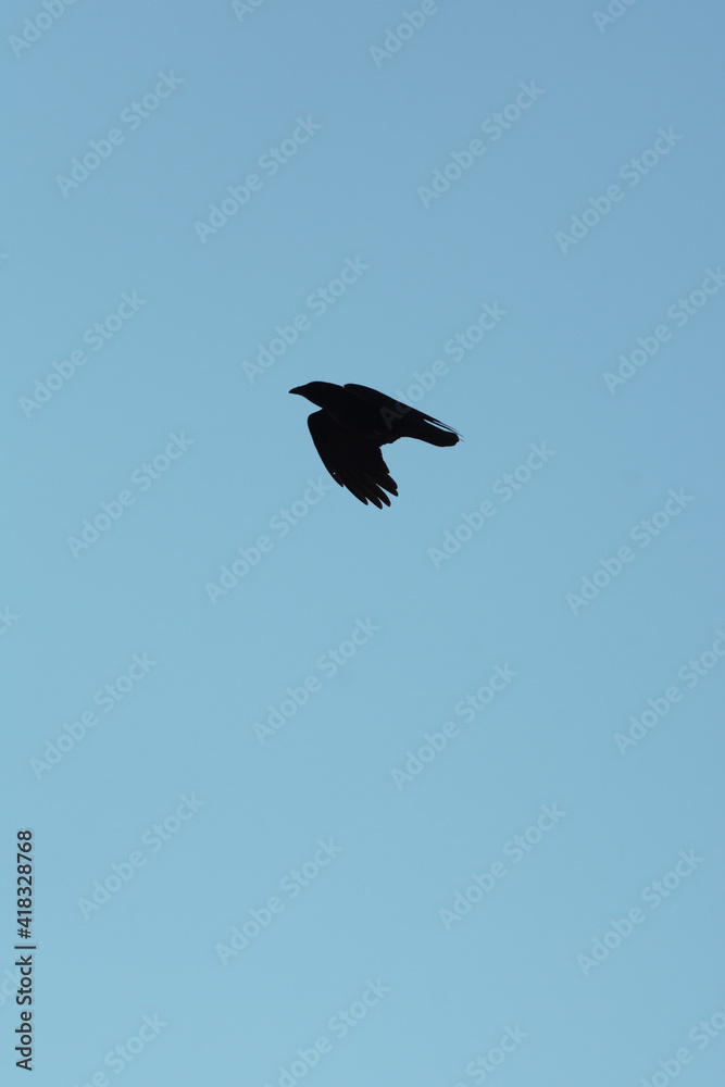 Obraz premium Black silhouette of a crow flying against a bright sunny winter sky above the coastal bay of Polzeath, Cornwall, UK. Looking like a dreamy summer scene - Icon and illustration qualities.