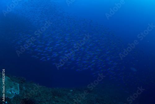 underwater scene with reef © 弘樹 尾谷