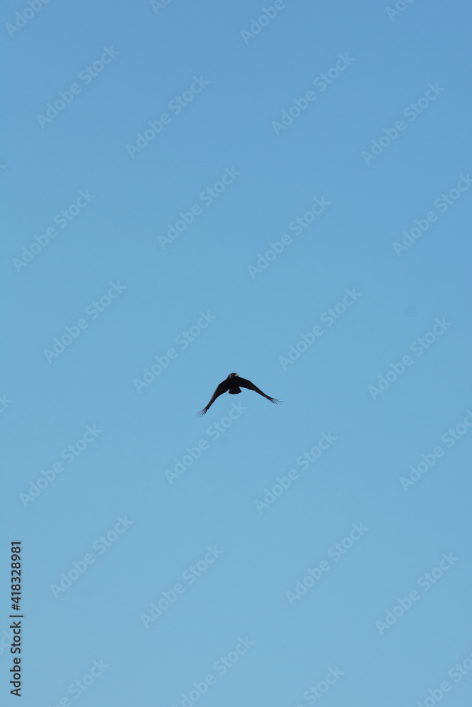 Black silhouette of a crow flying against a bright sunny winter sky above the coastal bay of Polzeath, Cornwall, UK. Looking like a dreamy summer scene - Icon and illustration qualities.