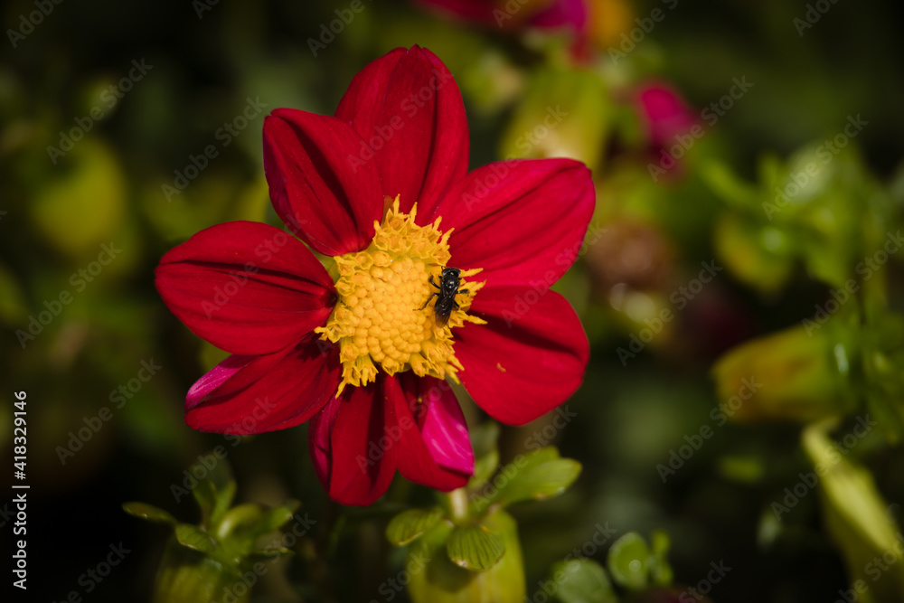Stingless bee collecting pollen at beautiful flower in blur background. Stingless bee collecting pollen at beautiful flower in blur background.