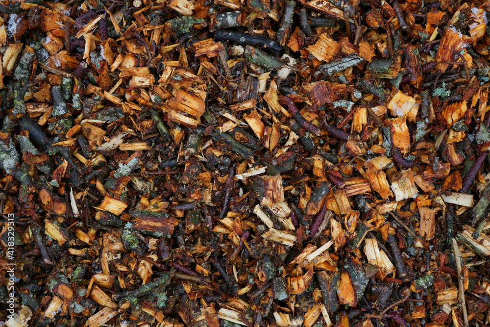 The mulch from chopped alder branches The mulch from chopped alder branches
