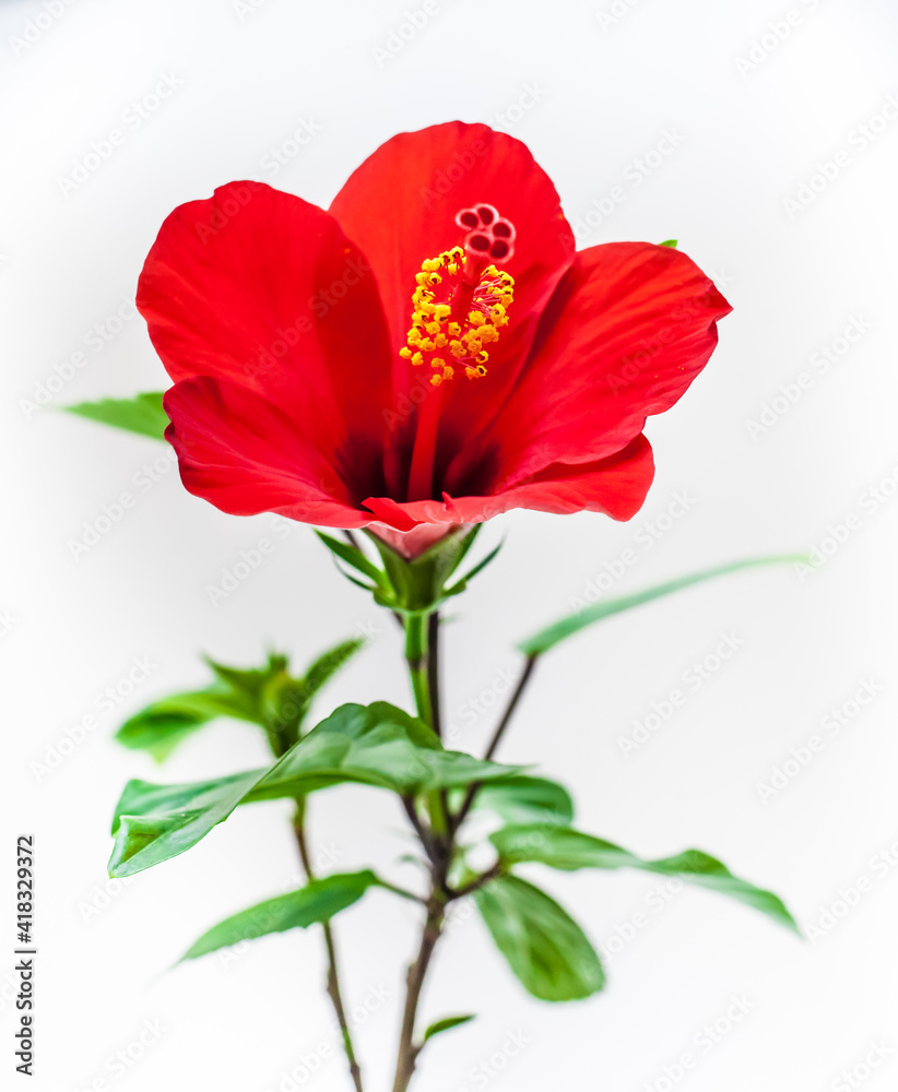 Hibiscus flower closeup on a white background. Focus on the stamens Hibiscus flower closeup on a white background. Focus on the stamens