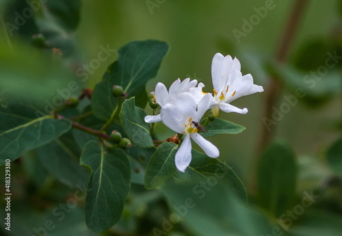 Pink flowers of honeysuckle in summer on green background