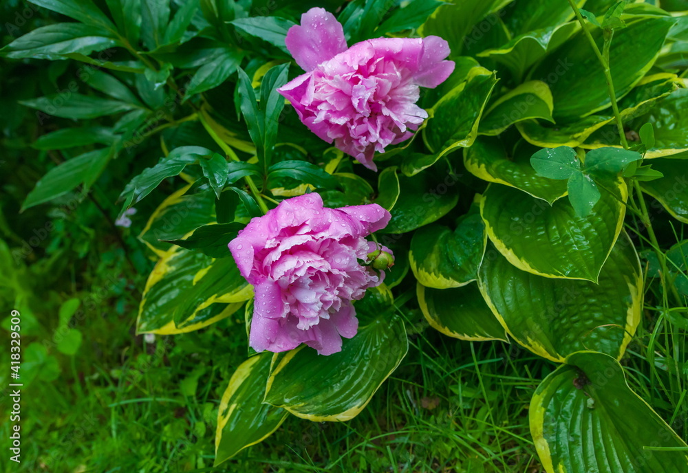 Red flowers peonies on a flower bed in the summer closeup after the rain Red flowers peonies on a flower bed in the summer closeup after the rain