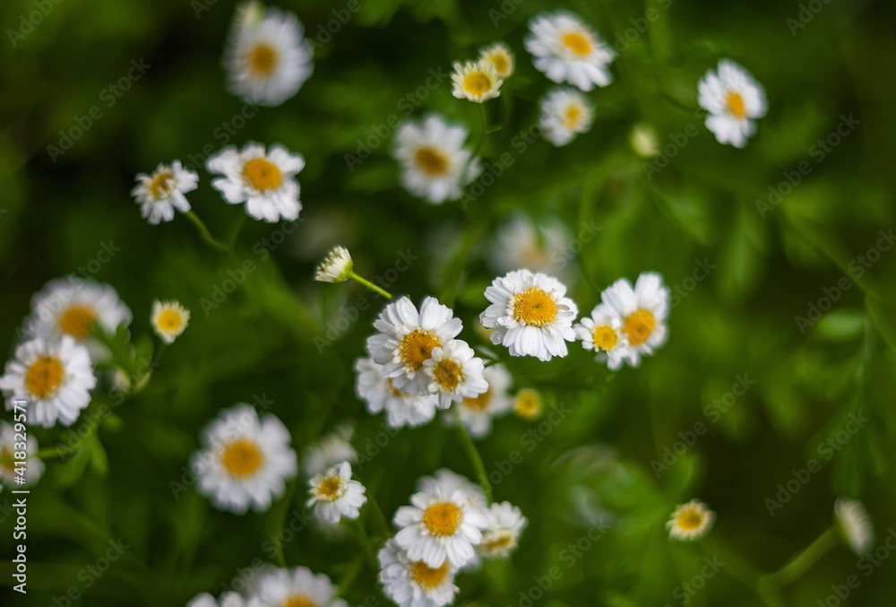 White Daisy flower closeup on green background in summer. Focus on one flower in the center White Daisy flower closeup on green background in summer. Focus on one flower in the center