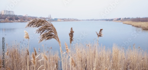 reeds on the lake photo