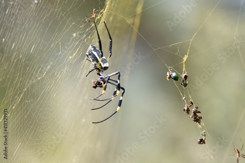 Kruger National Park: spider and its web