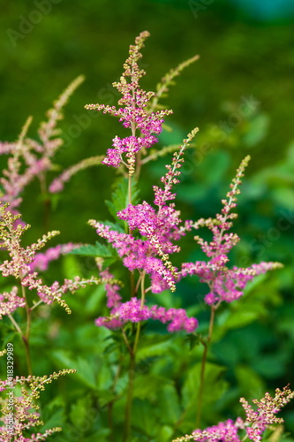 Red flowers astilba closeup