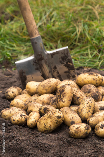 Potato harvest close up. Freshly harvested potato with shovel on ground in farm garden
 photo