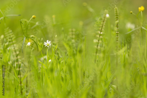 Abstract nature green yellow blurred background. Spring summer meadow grass, little white flowers and plants with beautiful bokeh