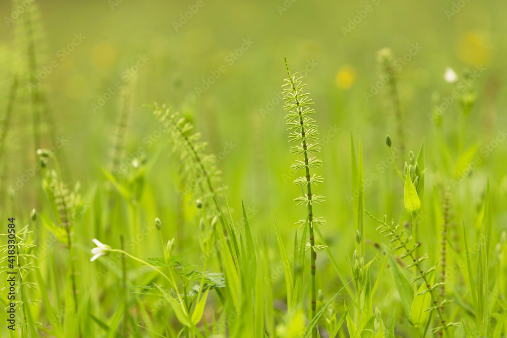 Abstract nature green yellow blurred background. Spring summer meadow grass, little white flowers and plants with beautiful bokeh	
