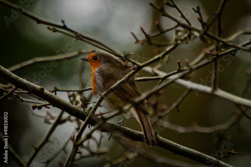 Woodland Robin