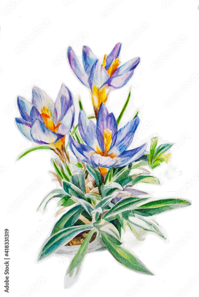 purple crocuses watercolor illustration on white background