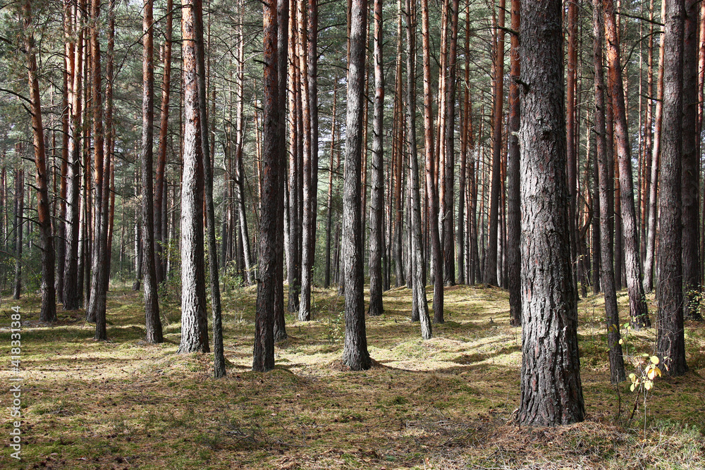 Obraz premium Sunny autumn day. Excellent weather. The site of the pure coniferous forest with rare pines. The earth under trees is covered with a moss and the fallen-down needles.