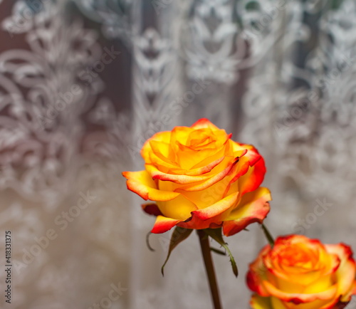 Wallpaper Mural Yellow-orange roses in a bouquet closeup Torontodigital.ca
