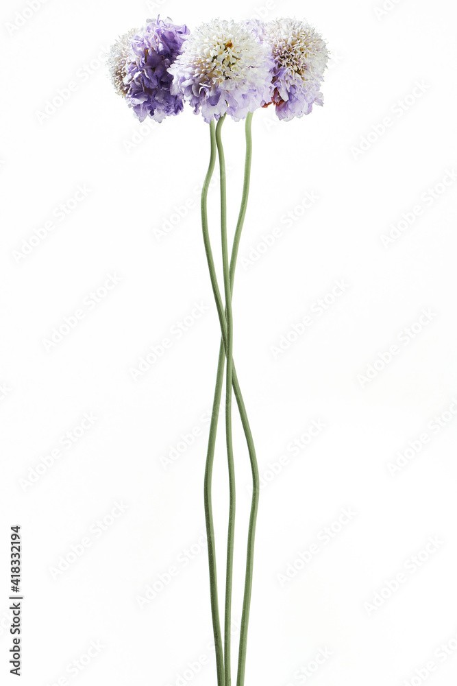 Knautia arvensis 白背景