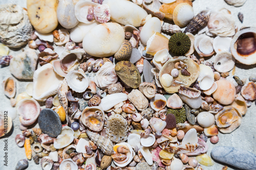 Fototapeta premium Pile of natural seashells , pebbles and sea treasures.