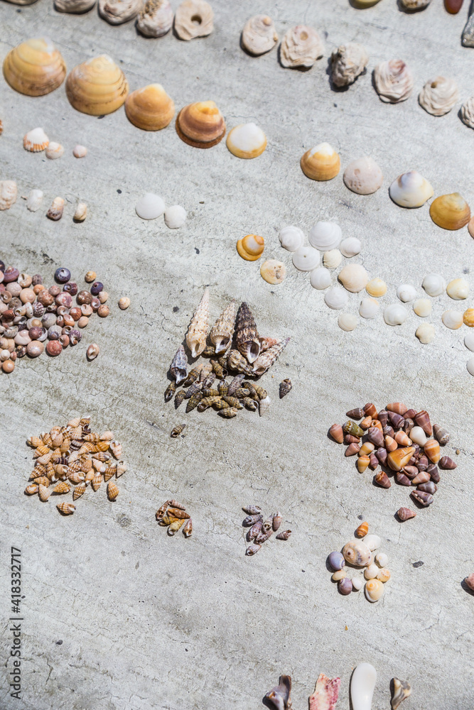 Natural seashells sorted in piles and rows on light grey background, Natural seashells sorted in piles and rows on light grey background,