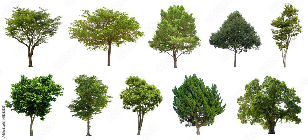 Fototapeta premium Set beautiful trees isolated on white background, Suitable for use in architectural design, Decoration work, Used with natural articles both on print and website.