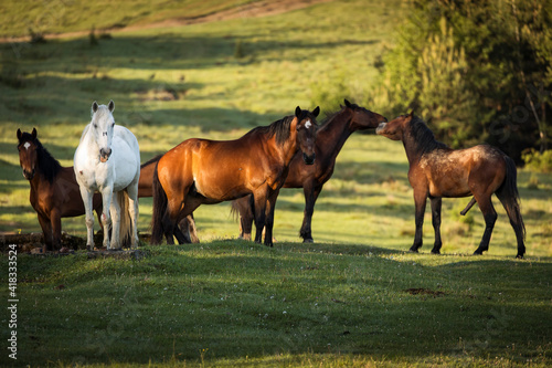 Beautiful horses on a green landscape. Comanesti, Romania. © danmir12