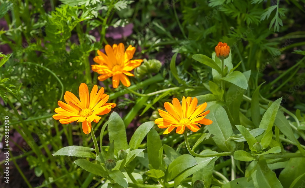 Orange calendula flower closeup Orange calendula flower closeup