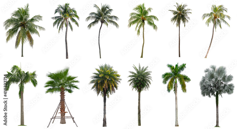 Set of coconut and palm trees isolated on white background, Suitable for use in architectural design, Decoration work, Used with natural articles both on print and website. Set of coconut and palm trees isolated on white background, Suitable for use in architectural design, Decoration work, Used with natural articles both on print and website.