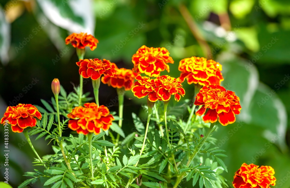 Marigold flower on green background Marigold flower on green background