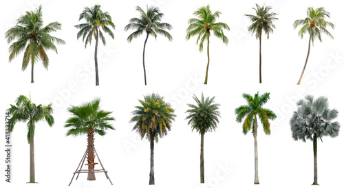 Set of coconut and palm trees isolated on white background, Suitable for use in architectural design, Decoration work, Used with natural articles both on print and website. © Nudphon
