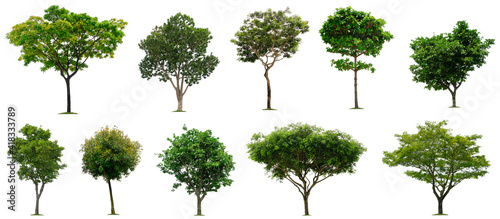Set beautiful trees isolated on white background  Suitable for use in architectural design  Decoration work  Used with natural articles both on print and website.