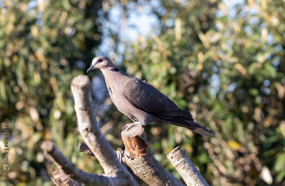 Fototapeta premium cape turtle dove