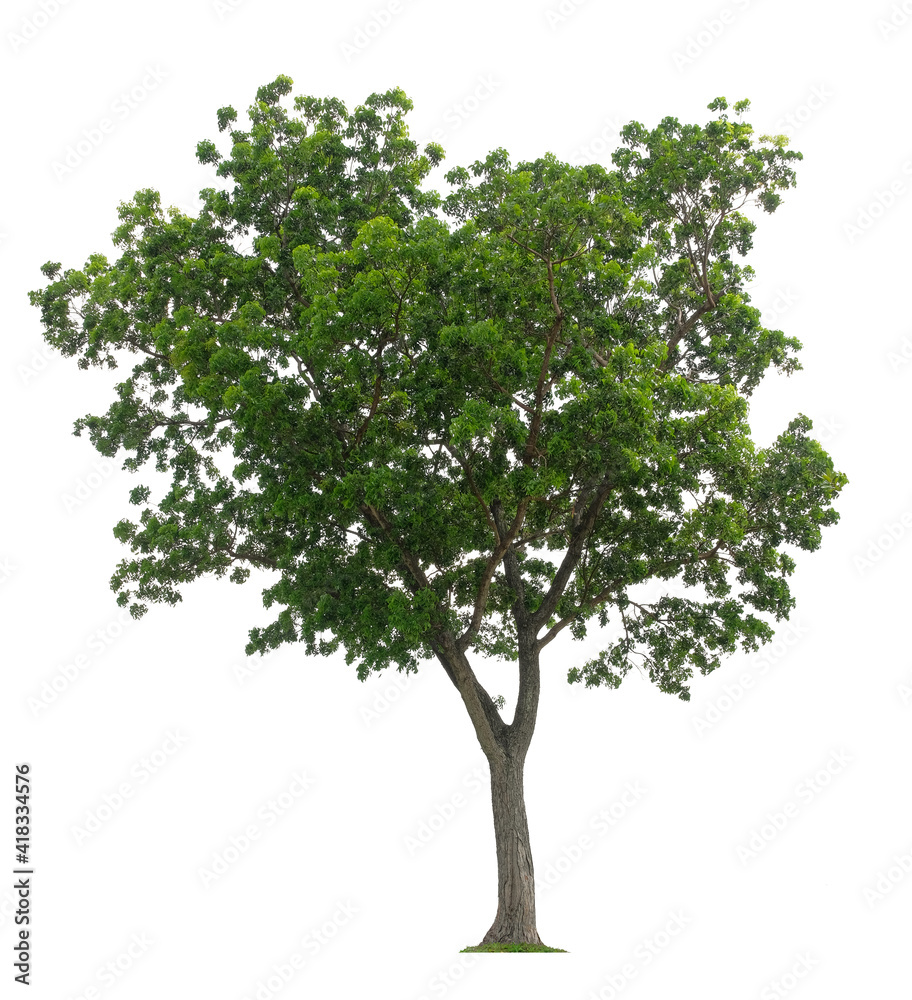 Beautiful tree isolated on white background. Suitable for use in architectural design or Decoration work. Beautiful tree isolated on white background. Suitable for use in architectural design or Decoration work.