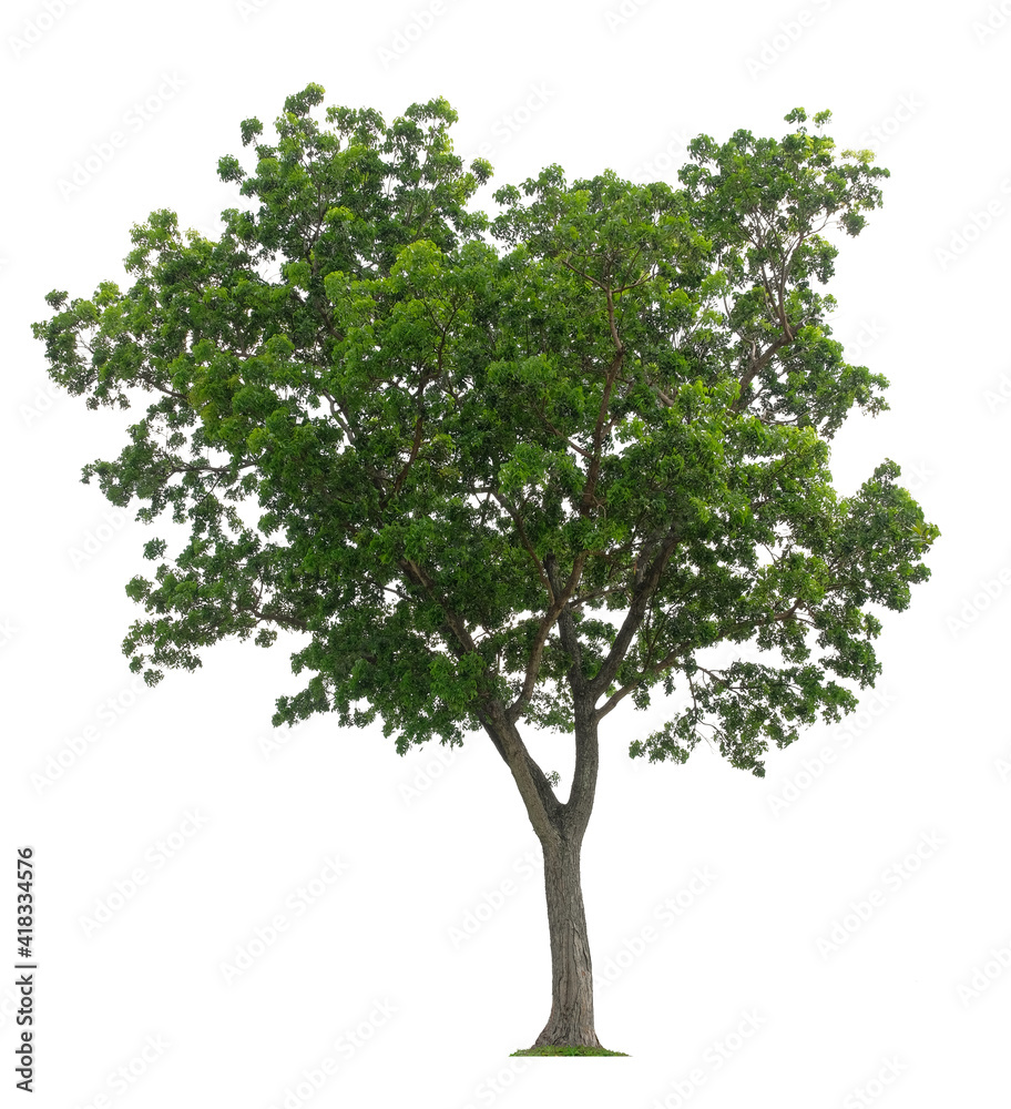 Beautiful tree isolated on white background. Suitable for use in architectural design or Decoration work.