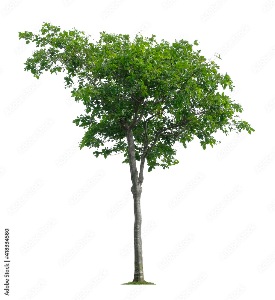 Beautiful tree isolated on white background. Suitable for use in architectural design or Decoration work. Beautiful tree isolated on white background. Suitable for use in architectural design or Decoration work.