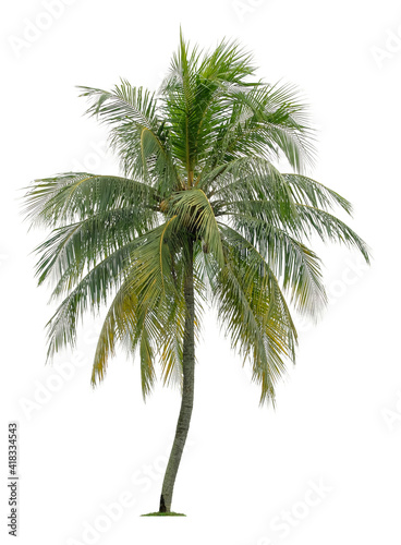 Beautiful coconut palm tree isolated on white background. Suitable for use in architectural design or Decoration work.