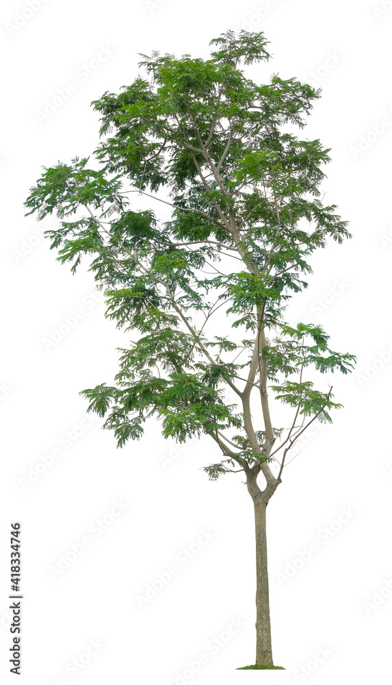 Fototapeta premium Beautiful tree isolated on white background. Suitable for use in architectural design or Decoration work.