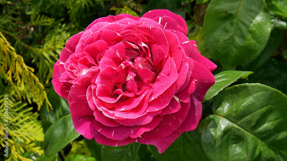 Pink rose with variegated petals of the Variegated Fantasy variety in the garden close-up.