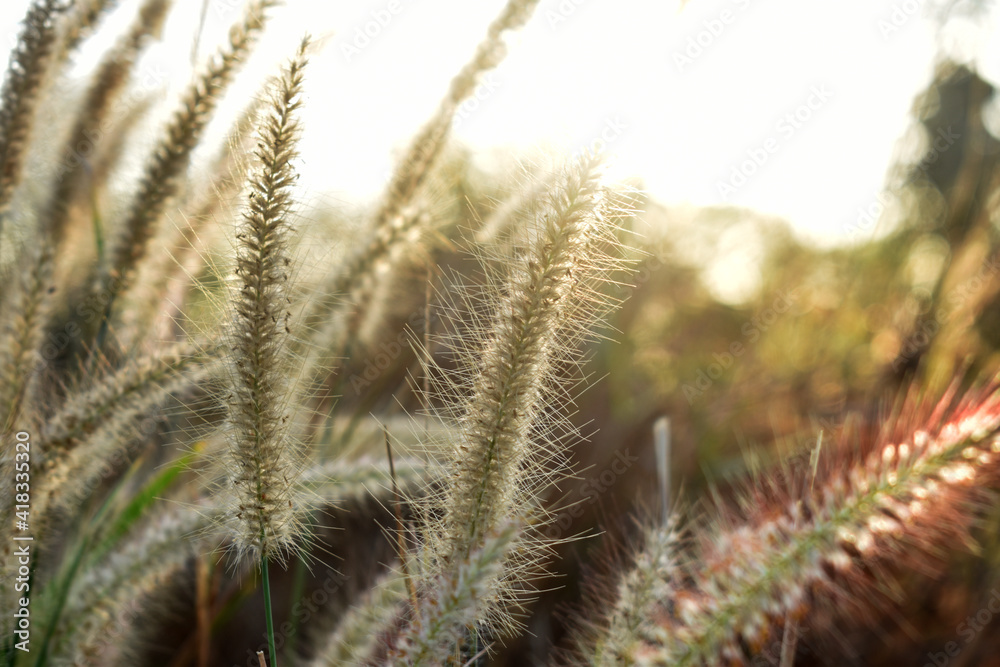 close up of grass