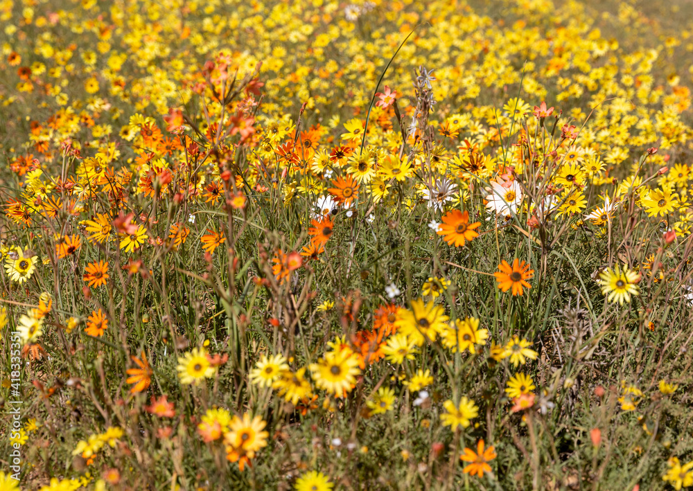 spring flowers in the field