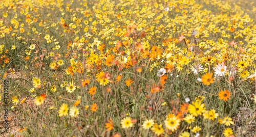 field of spring flowers