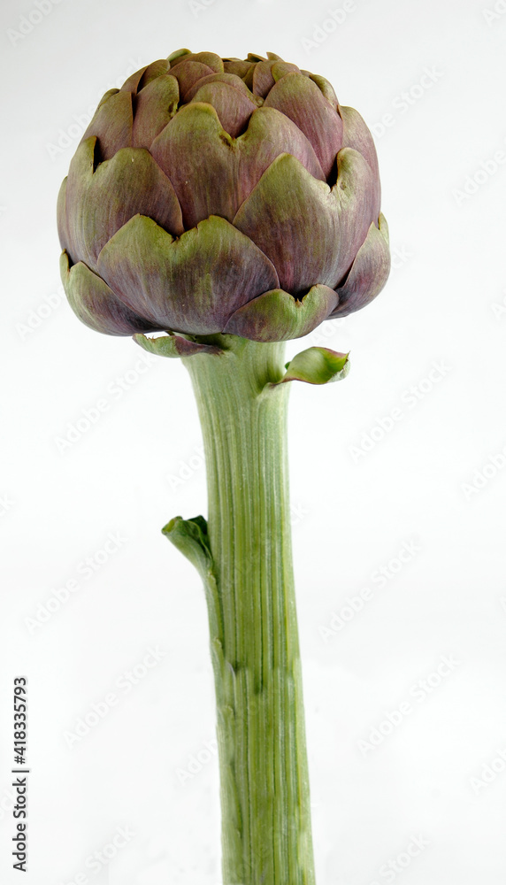 Obraz premium carciofo romanesco or Roman artichoke is a typical product of field from Lazioa nd Roman area in Italy