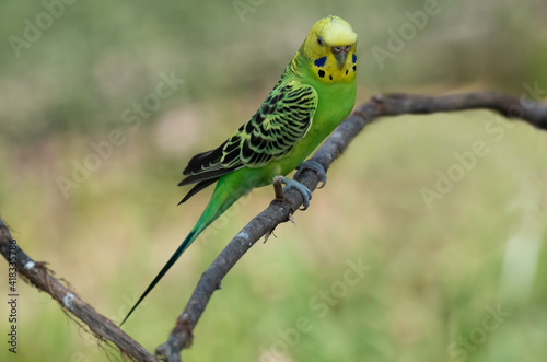 A beautiful green and yellow parakeet on a branch. The parakeet, budgie, or budgerigar is a long-tailed, seed-eating parrot.