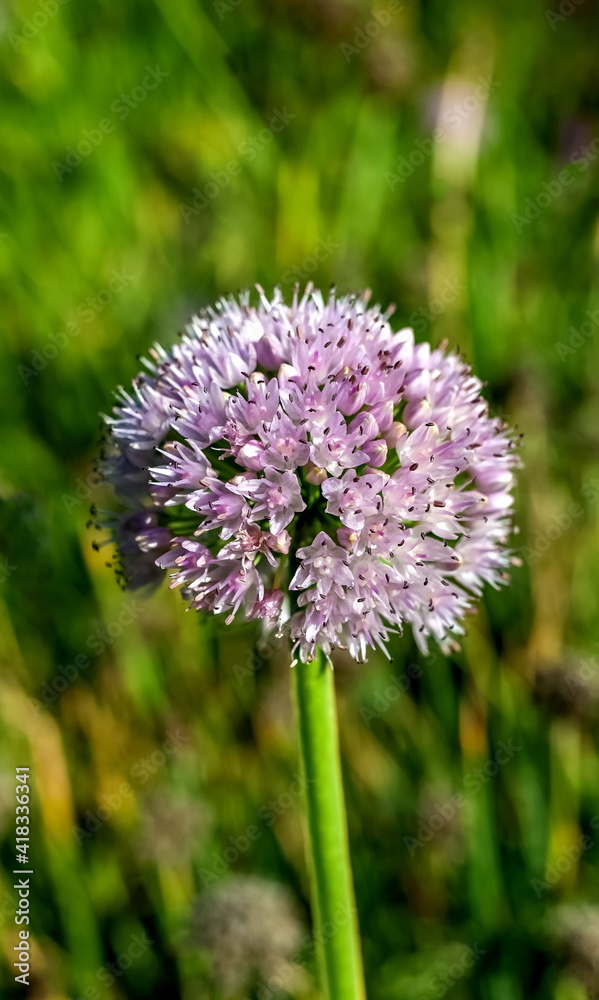 Garlic flower close-up on green background Garlic flower close-up on green background