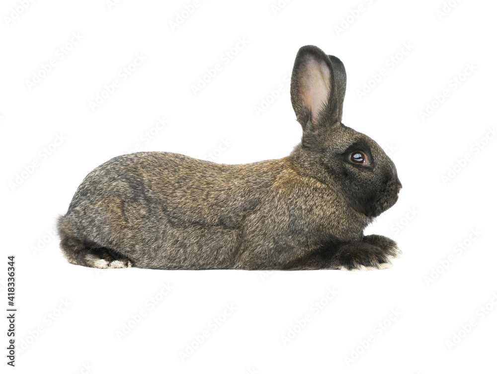 brown bunny isolated on white background brown bunny isolated on white background