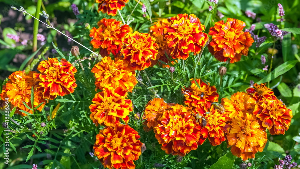 Flowers Marigolds closeup in the garden in summer Flowers Marigolds closeup in the garden in summer