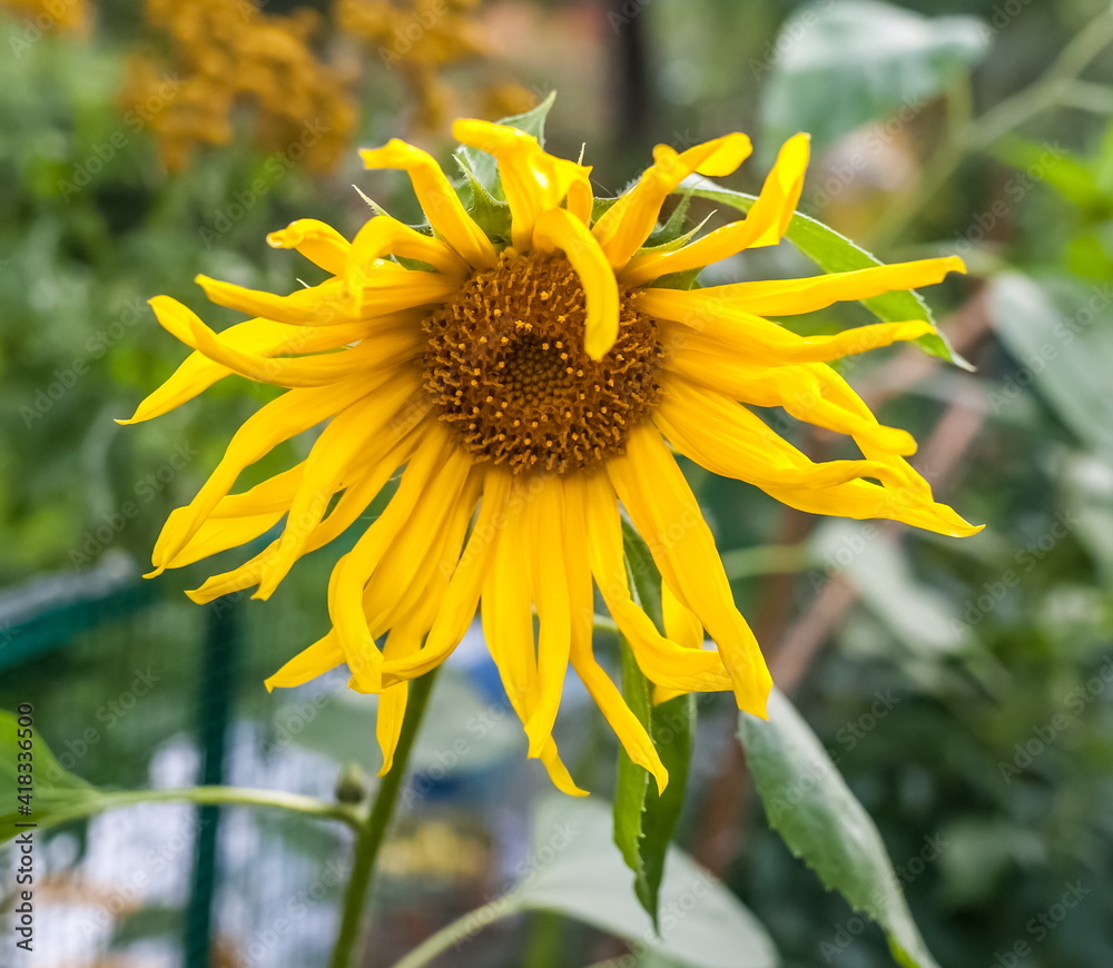 Fototapeta premium Yellow sunflower flower closeup on green background