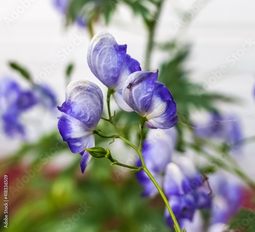 Blue monkshood flowers closeup on green background photo