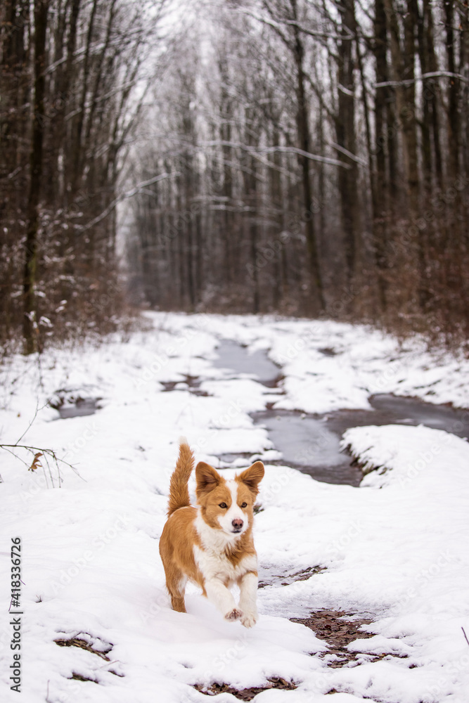 Cute dog in. the middle of forest innn. winter time with beautiful alley in background Cute dog in. the middle of forest innn. winter time with beautiful alley in background