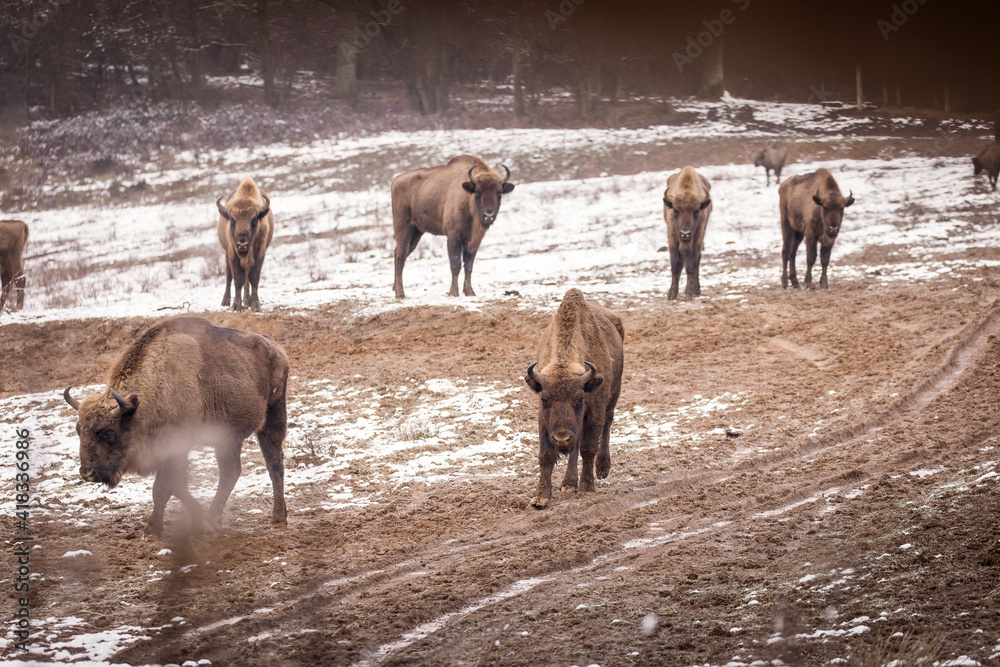 Bisons in forest during winter time with snow. Wilde life Bisons in forest during winter time with snow. Wilde life