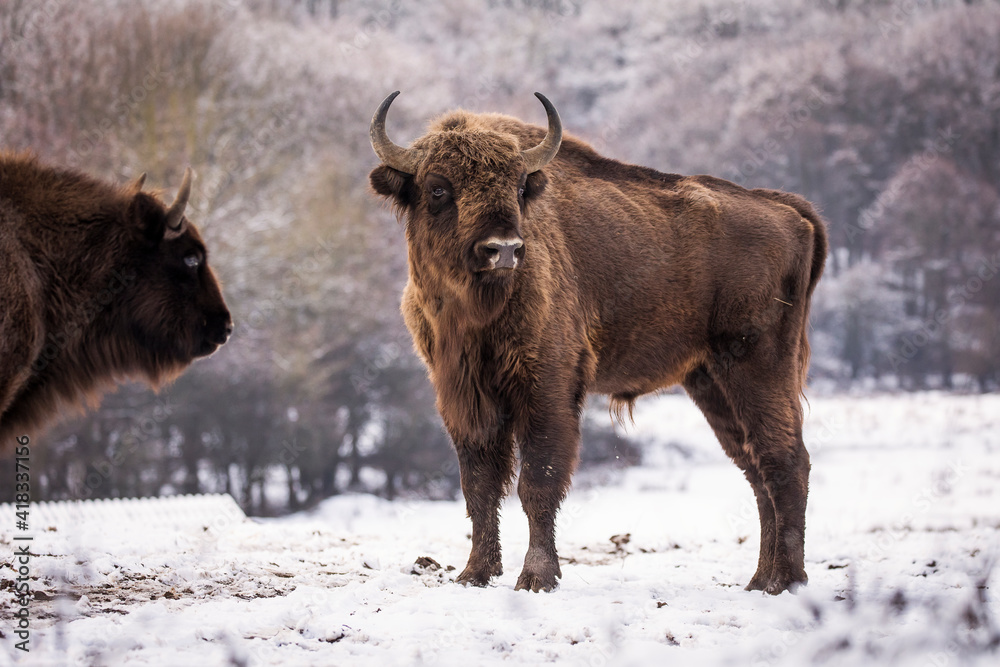 Bisons in forest during winter time with snow. Wilde life Bisons in forest during winter time with snow. Wilde life