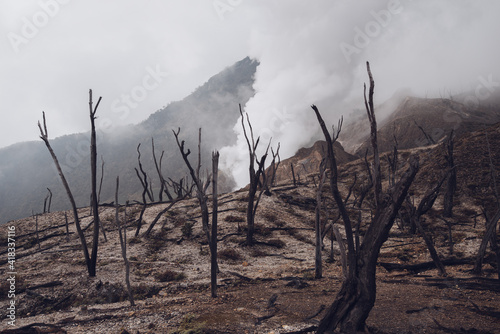 Fototapeta Naklejka Na Ścianę i Meble -  dead burnt forest landscape